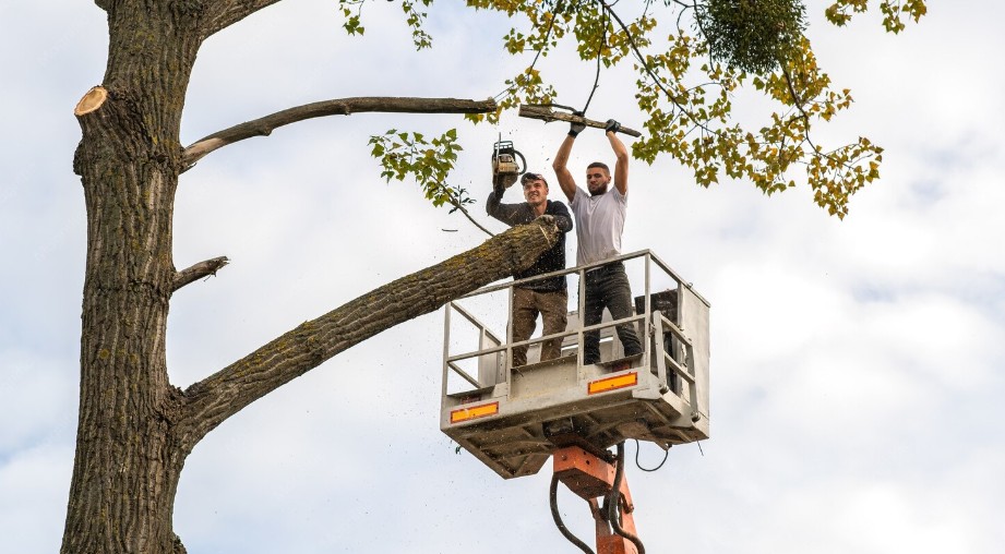 Certified arborist trimming a live oak in an Austin yard
